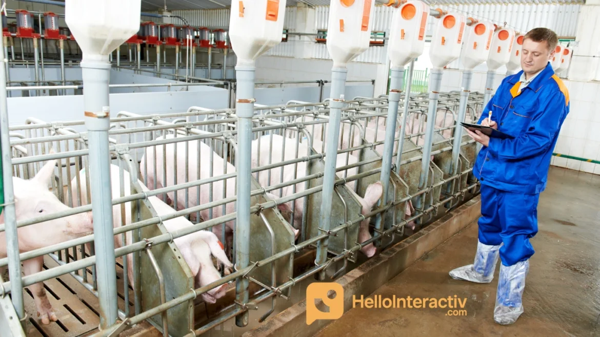 Ternak Babi Modern: Peluang, Perawatan, dan Keuntungannya