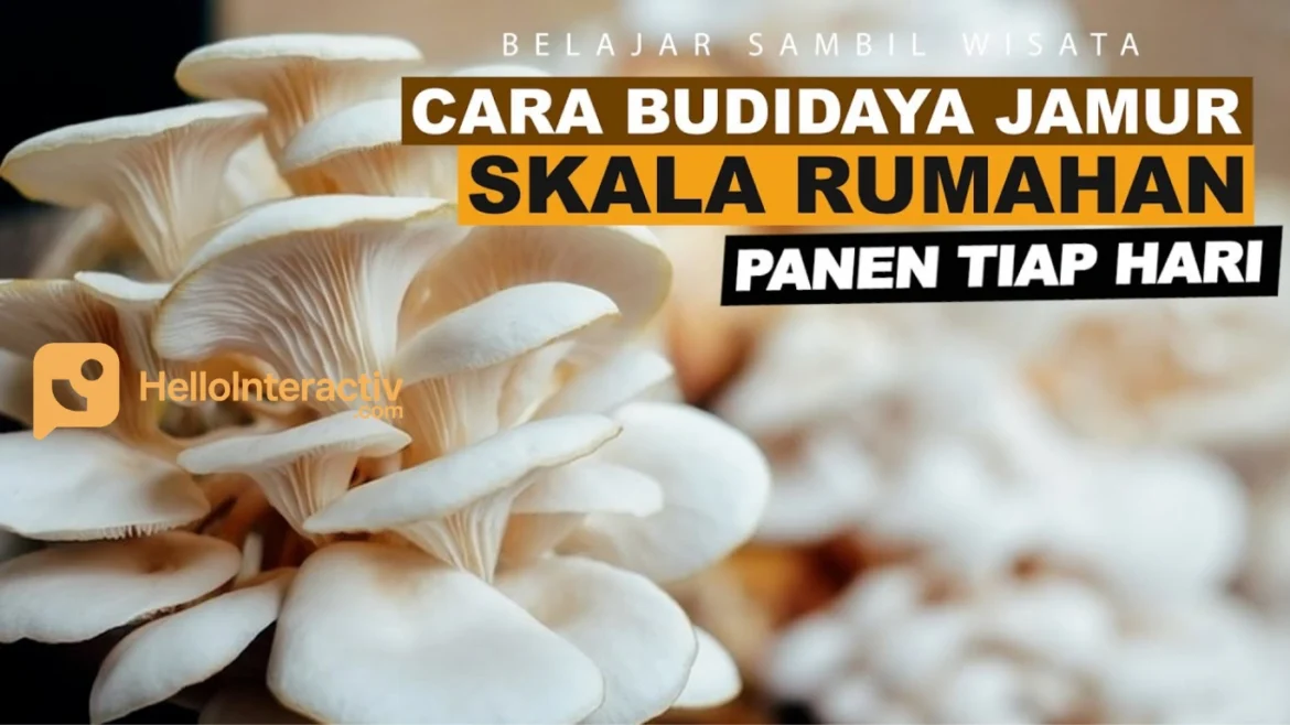 Budidaya Jamur Tiram: Peluang Usaha Menjanjikan Modal Terjangkau