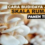 Budidaya Jamur Tiram