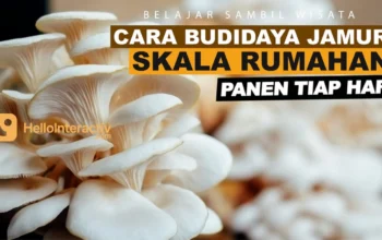 Budidaya Jamur Tiram