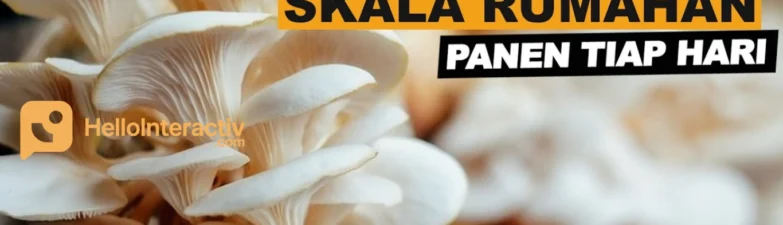 Budidaya Jamur Tiram