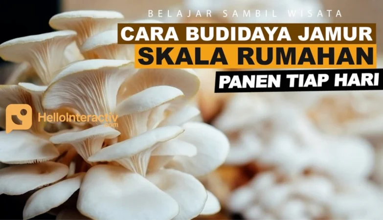 Budidaya Jamur Tiram