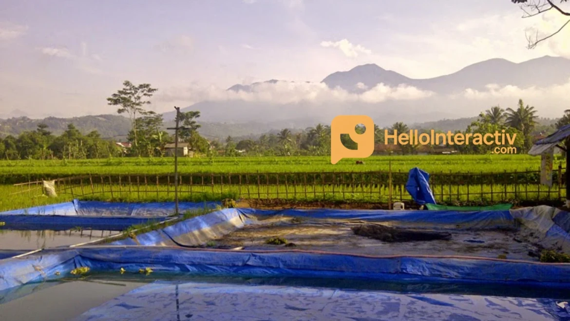 Tambak Lele: Peluang Usaha Menguntungkan untuk Dijalankan